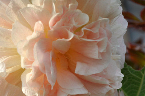 botan623_ms