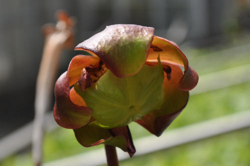 sarracenia flava611ms