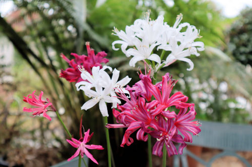 nerine1114ms