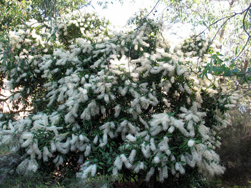 Buckinghamia2