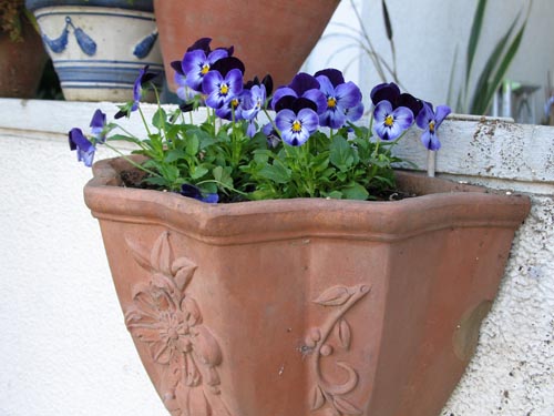 viola119b