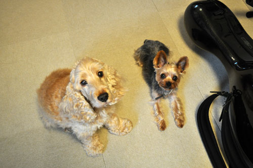 dogs629_ms