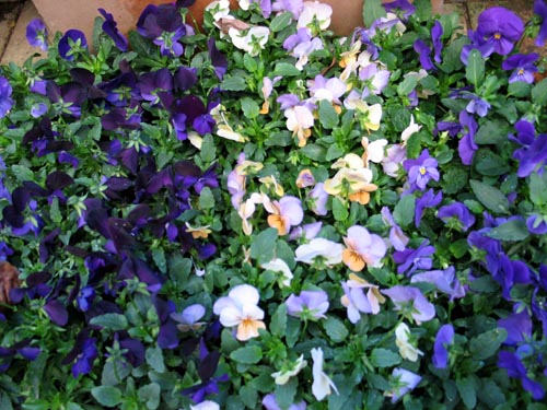 viola1116b