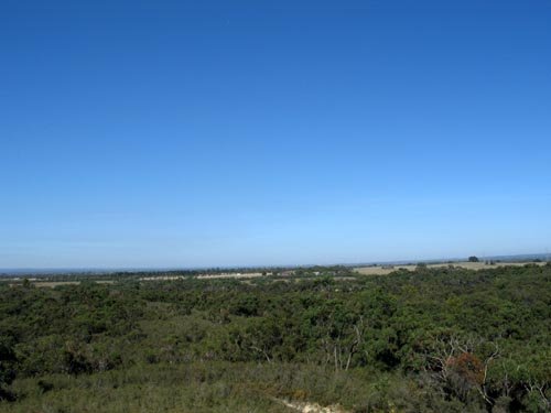 forest11