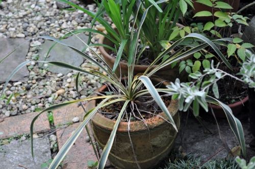 yucca926 (500x332)