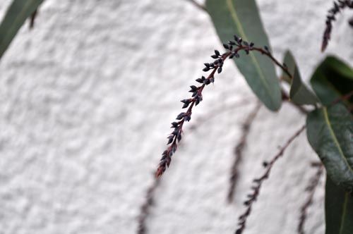 hardenbergia209_ms