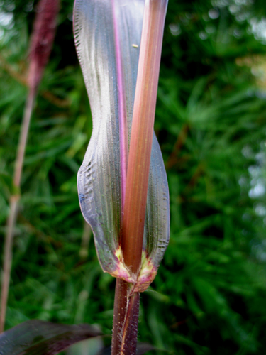 penisetum918g