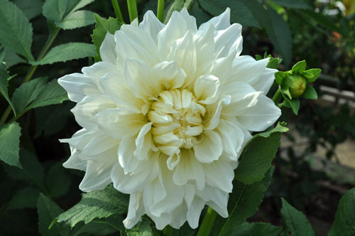 whhote626_ms