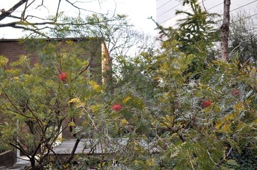 grevillea202_ms