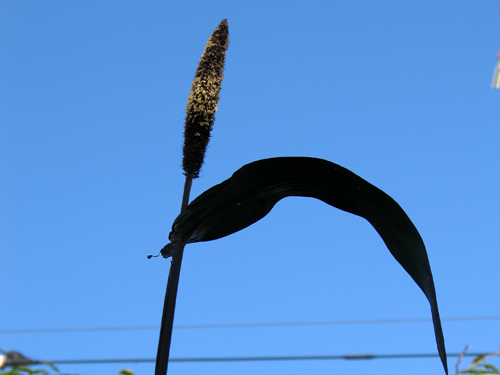 pennisetum917