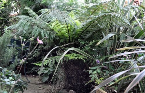 fern926 (500x322)