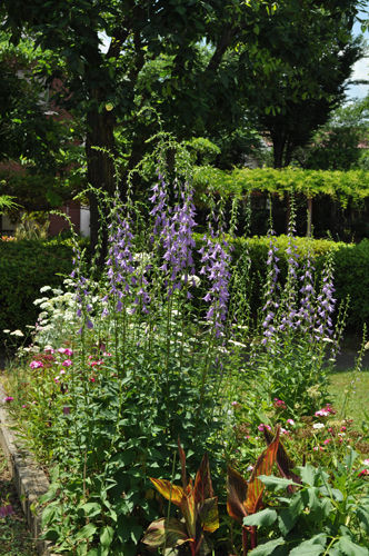 Adenophora hybrida 'Amethyst'604d_ms