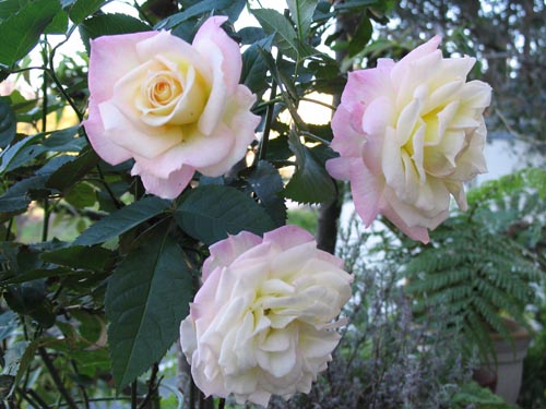 rose1119c