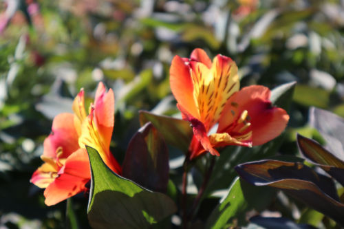 alestroemeria910ms
