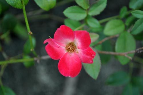 cocktail919a_ms
