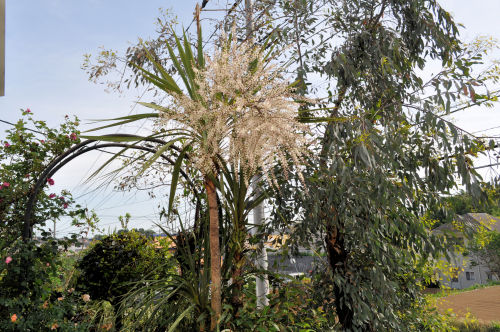 cordyline5012ams