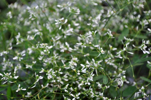 Euphorbia 911b_ms