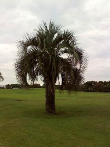 Butia yatai915_ms