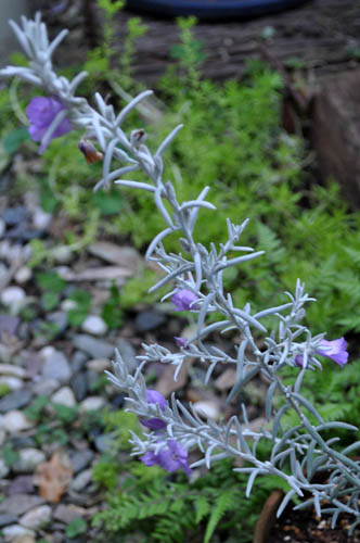 elemofilanivea505_ms
