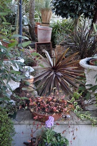 cordyline202b_ms