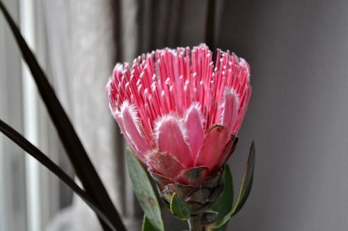 protea205_ms