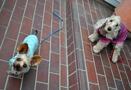 dogs421_ms