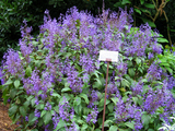 plectranthus2