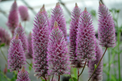 驚異の花、プチロータス : Alex's Garden Party♪