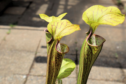 sarracenia flava g611ms