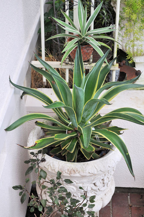 agave916ms