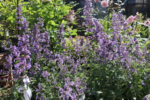 nepeta racemosa910ms