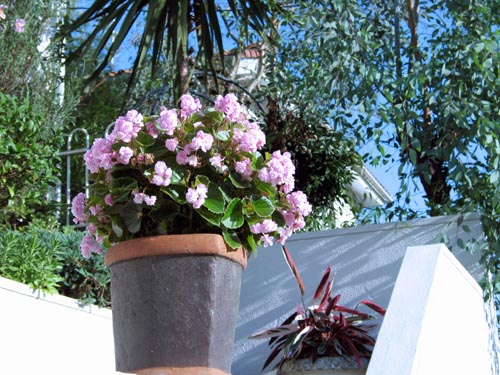begonia921_ms