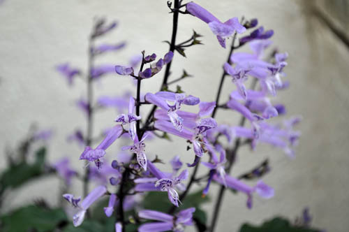 Plectranthus1012b_ms