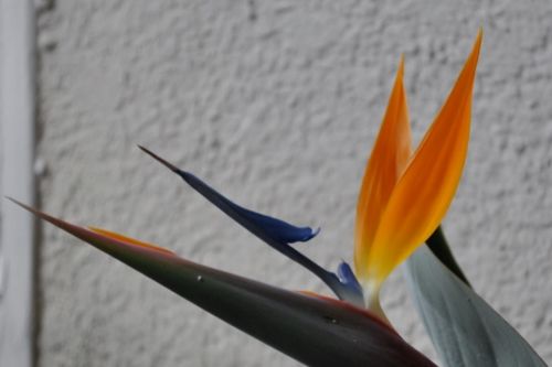 streli929 (500x333)