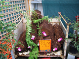 bunningtreefern