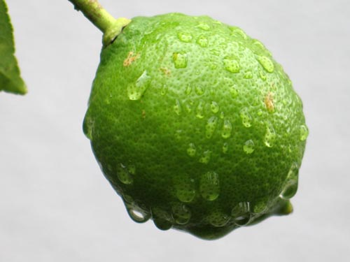 lemon915