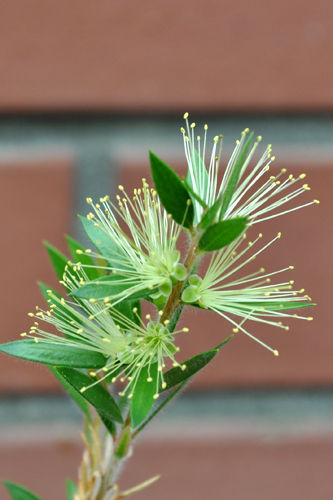 greenbottle915