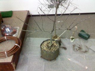 espalier227