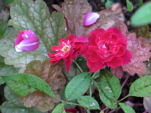 minirose913_ms