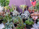 dryplants2