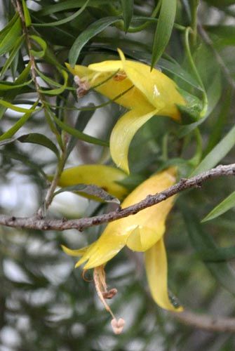 Eremophila maculatab209_ms