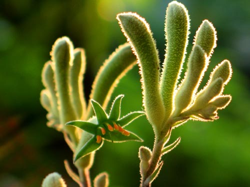 カンガルーポー・・The Best 100 Plants in Alex's Garden : Alex's