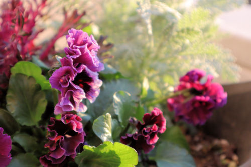 pansy111ms