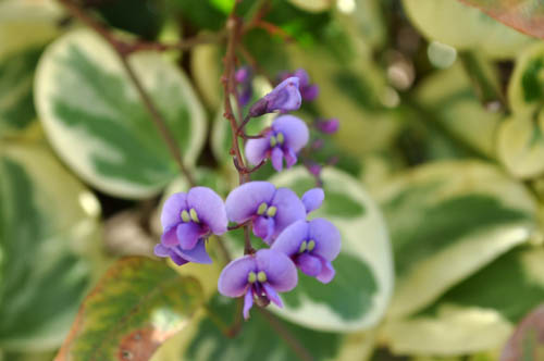 ハーデンベルギア：新しい庭におすすめの植物シリーズ（1） : Alex's