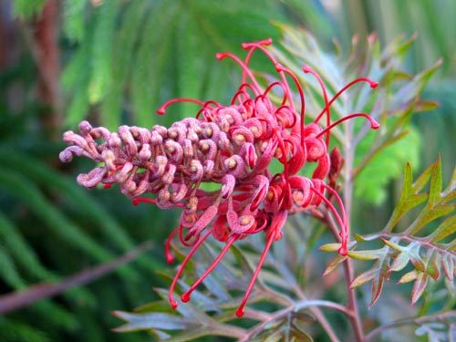 ①つぼみ沢山人気のオージープランツ・グレビリア・ロビンゴードン ①つぼみ沢山人気のオージープランツ・グレビリア・ロビンゴードン