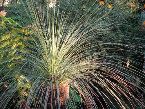 ボクが大切にしている植物達 : Alex