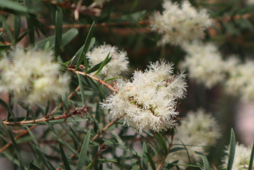melaleuca609ms