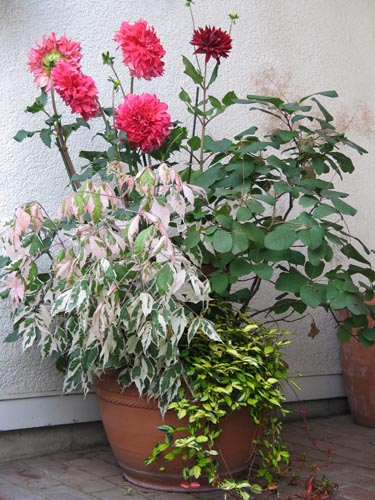 dahria