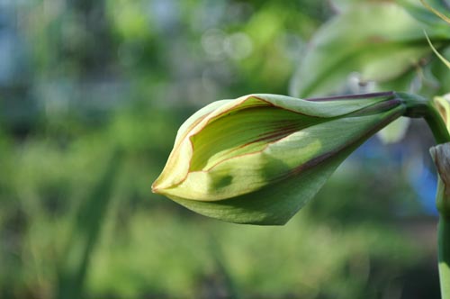 Amaryllis915b_ms