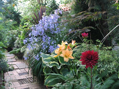 daylily6